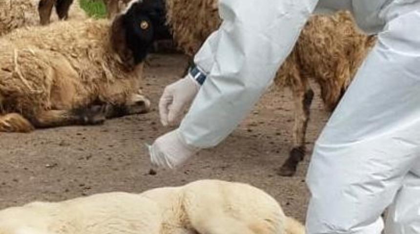 Diyarbakır&rsquo;da kuduz aşılama kampanyası