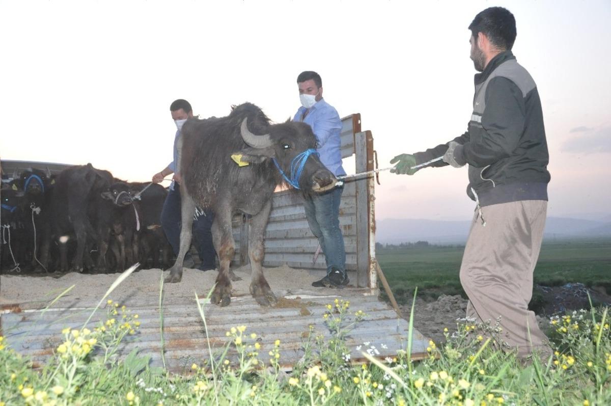 Y&uuml;ksekova&rsquo;da 20 manda ve 12 malak dağıtıldı