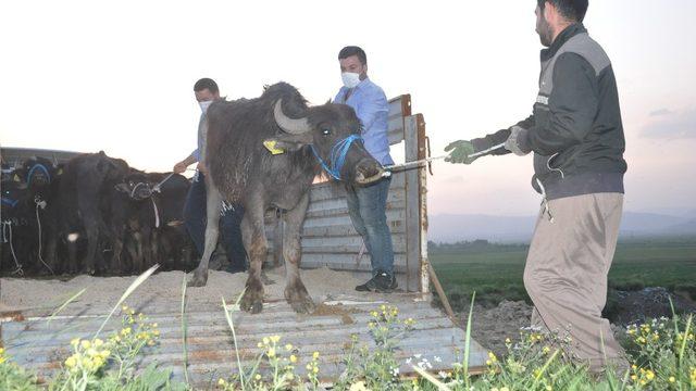 Yüksekova’da 20 manda ve 12 malak dağıtıldı