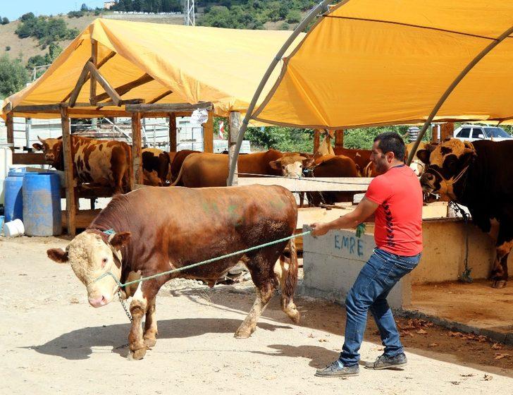 Kurbanlık fiyatları ’yüzde 8’ oranında artabilir G1