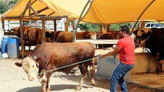 Kurbanlık fiyatları ’yüzde 8’ oranında artabilir