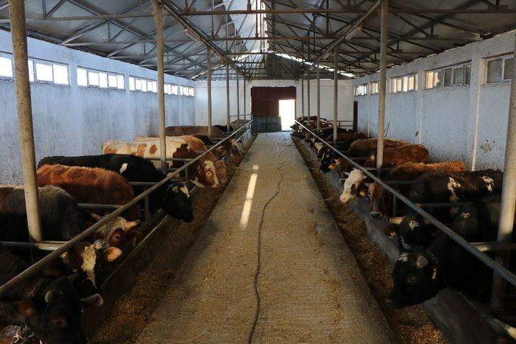 Kurbanlık fiyatları ’yüzde 8’ oranında artabilir G3