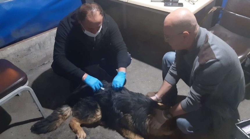 Hakkari&rsquo;de zehirlenen k&ouml;pek tedavi altına alındı