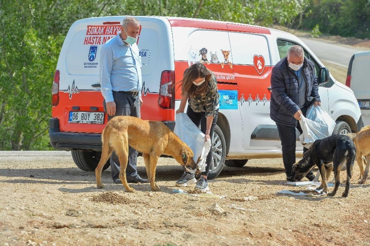 Başkent&rsquo;te korona d&ouml;neminde sokak hayvanlarına 461 ton mama dağıtıldı