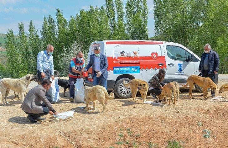 Başkent’te korona döneminde sokak hayvanlarına 461 ton mama dağıtıldı G2