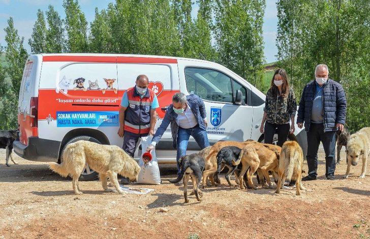 Başkent’te korona döneminde sokak hayvanlarına 461 ton mama dağıtıldı G3
