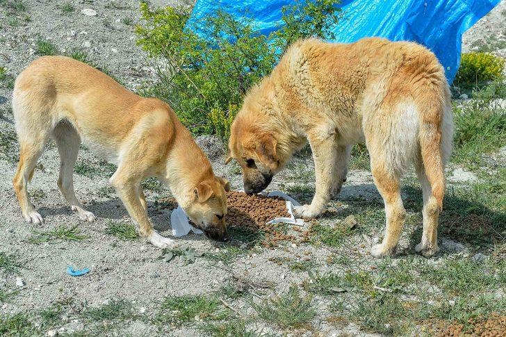 Başkent’te korona döneminde sokak hayvanlarına 461 ton mama dağıtıldı G4
