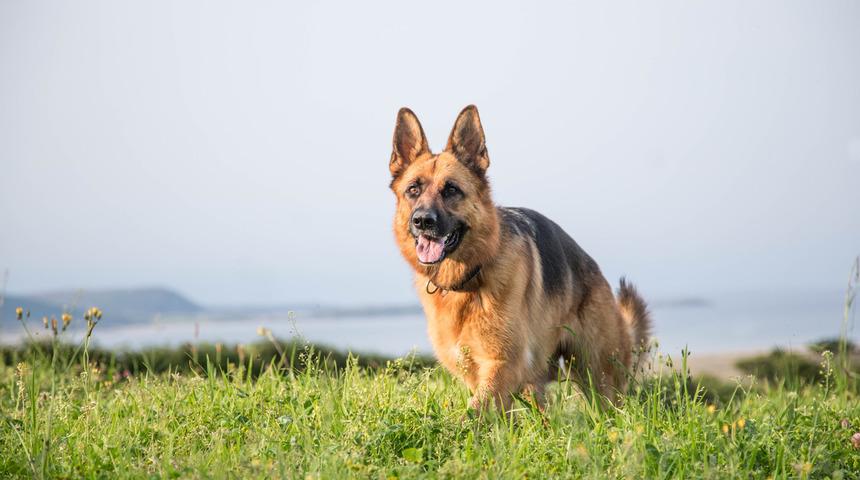 ABD'de bir ilk! Köpeğin korona testi pozitif çıktı