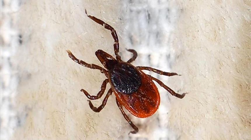 Malatya'da kenenin ısırdığı 19 yaşındaki genç hayatını kaybetti