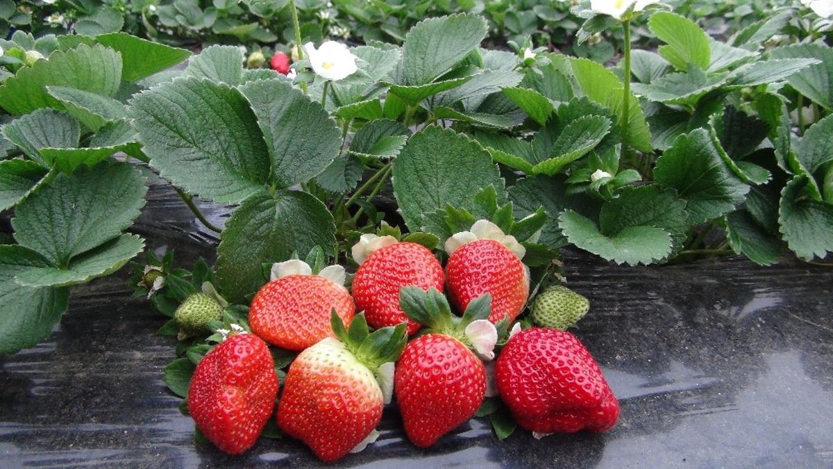 Mersin ve Adana&rsquo;nın mayıs enflasyonu y&uuml;zde 10,67