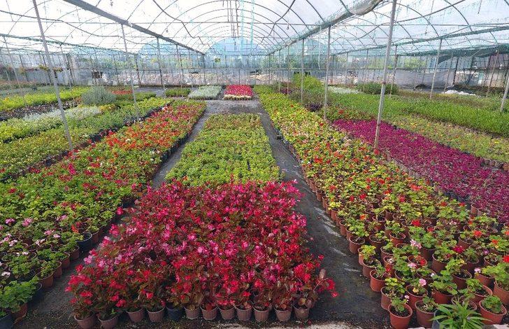 Muğla yerel tohumdan sonra çiçek üretim merkezi oluyor G2