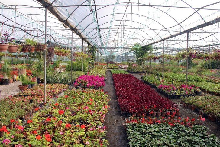 Muğla yerel tohumdan sonra çiçek üretim merkezi oluyor G5