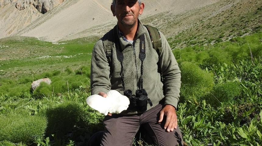 Yağmurların ardından vatandaşlar mantar topluyor