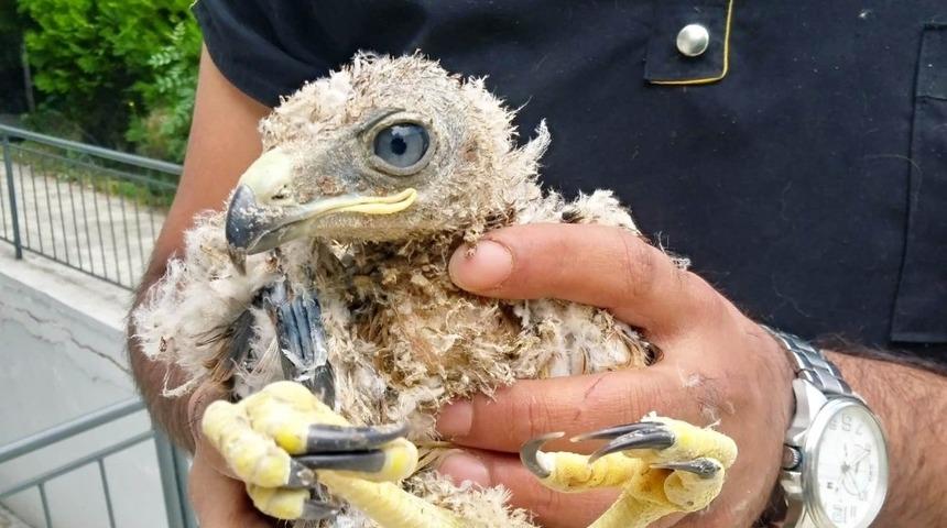 Konya&rsquo;da bulunan yavru kartal koruma altına alındı