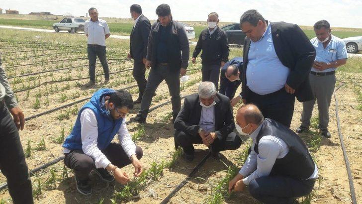 Başkan Koçak dolu nedeniyle zarar gören tarlalarda hasar tespiti yaptı G1