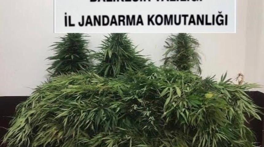 Edremit&rsquo;te jandarmadan kenevir operasyonu