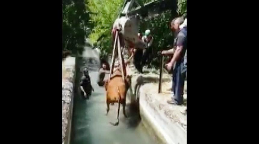 Sulama kanalına d&uuml;şen ineği itfaiye kurtardı