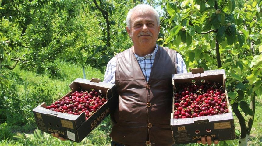 Samsun'da kiraz hasadı başladı