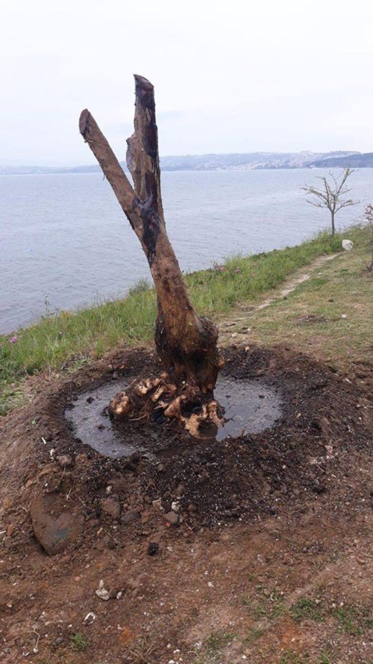 Sinop Belediyesi: "Kayalık Sokak’taki zeytin ağaçları iyileştirildi" G3
