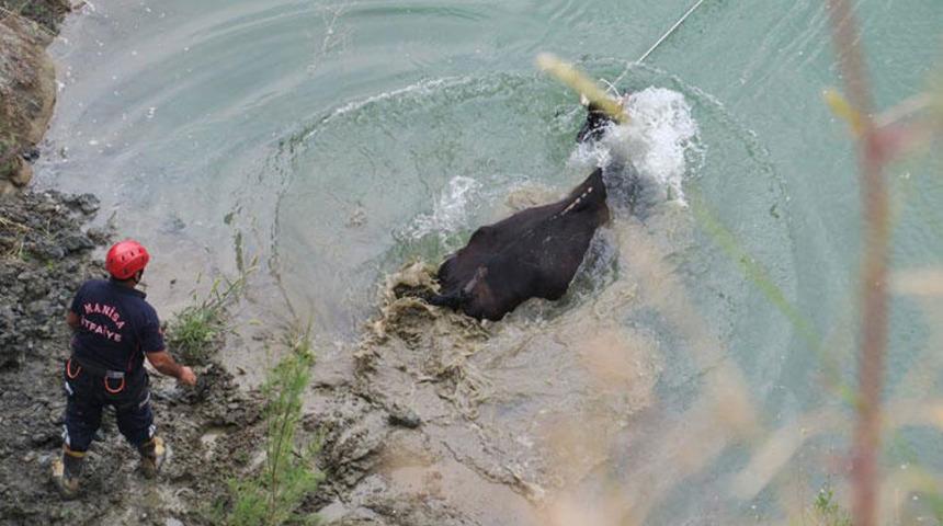 G&ouml;lete d&uuml;şen hamile inek saatler sonra kurtarıldı