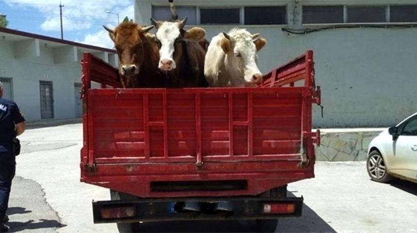 Bayburt&rsquo;ta hayvan hırsızlığı