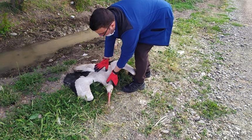 Elektrik &ccedil;arpan leylek tedavi altına alındı