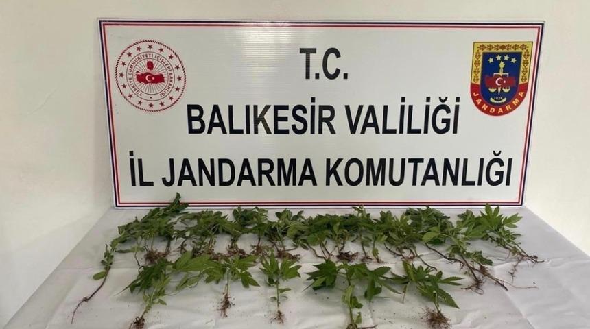 Bigadiç’te jandarmadan kenevir operasyonu