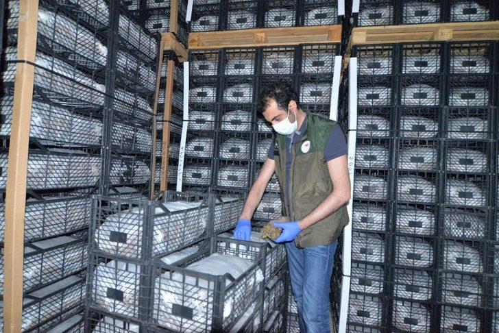 Kazakistan’dan Kıbrıs’a Kadar Sertifikalı Çilek Fidesi İhracatı Kayseri’den Yapılıyor G2