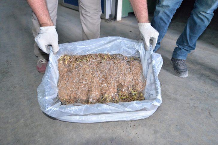 Kazakistan’dan Kıbrıs’a Kadar Sertifikalı Çilek Fidesi İhracatı Kayseri’den Yapılıyor G3