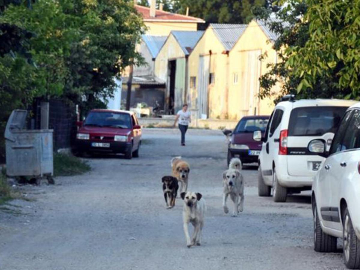 İpsala'da endişe yaratan olay! Belediye Başkanı isyan etti