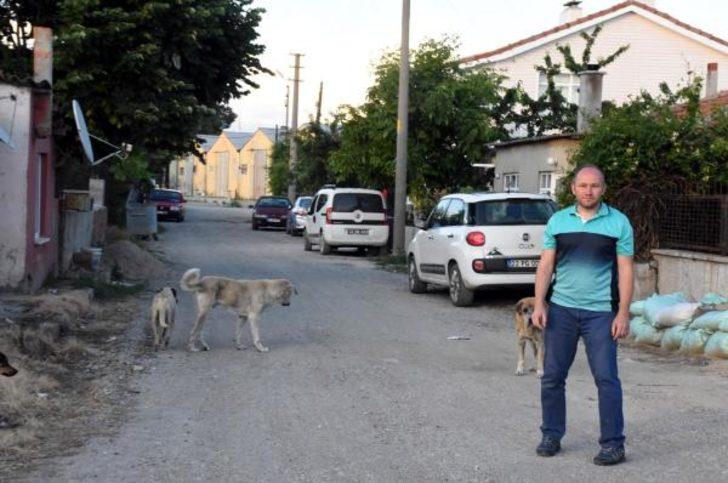 İpsala'da endişe yaratan olay! Belediye Başkanı isyan etti G1