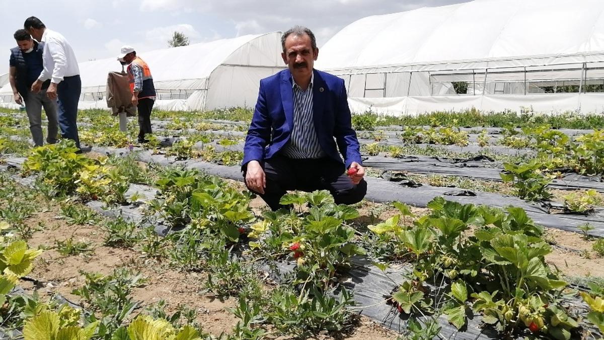 (&Ouml;zel) G&uuml;rpınar belediyesinden &ouml;rnek seracılık
