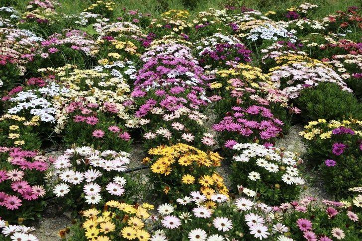 Kaş caddeleri çiçek bahçesine dönüyor G2