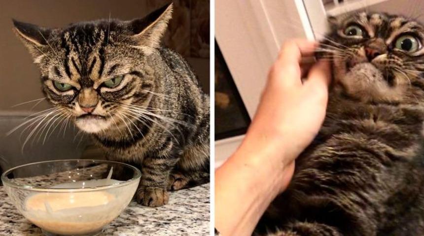 Herkes bu kedinin huysuzluğunu konuşuyor!