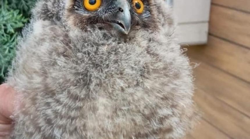 Vatandaşlar tarafından bulunan yavru baykuş koruma altına alındı