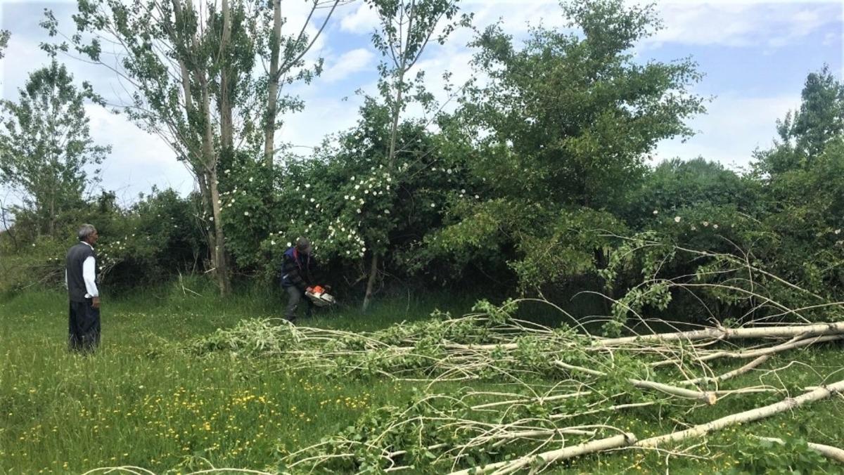 Edremit&rsquo;te kesilen kavak ağa&ccedil;larının yerine badem fidanları dikiliyor