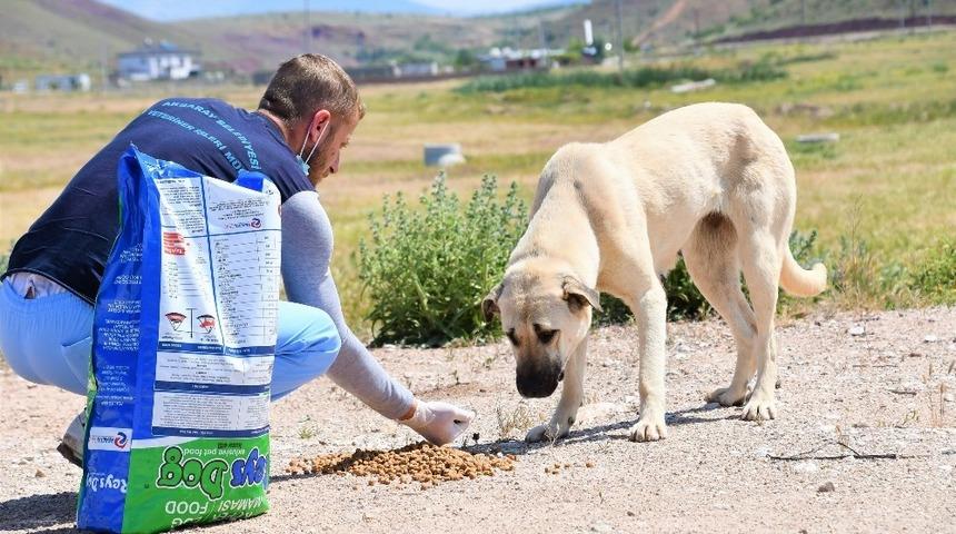 Aksaray Belediyesi sokak hayvanları i&ccedil;in mama ve su desteği sağlıyor