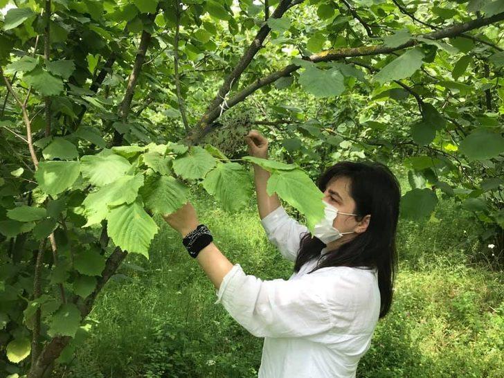 Kahverengi kokarcayla mücadele G1