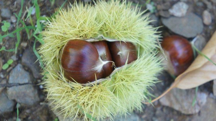 ‘Aydın kestanesi’ AB’den onay almak için son adımı attı G1
