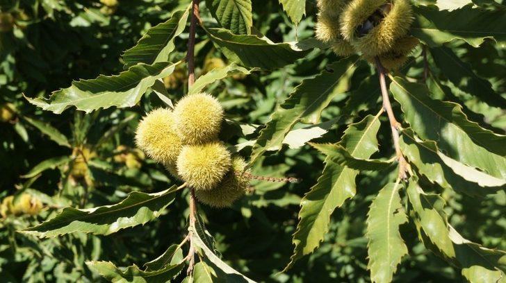 ‘Aydın kestanesi’ AB’den onay almak için son adımı attı G2