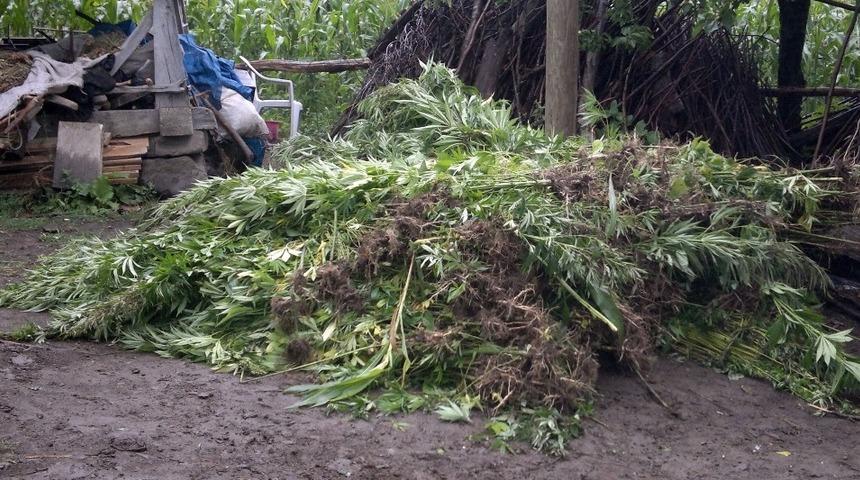 Ordu&rsquo;da tarlada yasa dışı ekilen kenevir ele ge&ccedil;irildi