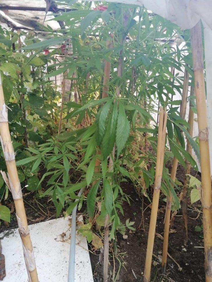 Samandağ’da jandarmadan kenevir operasyonu G1