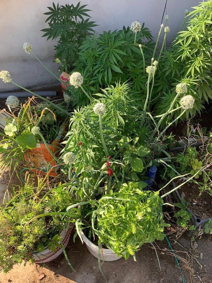 Samandağ’da jandarmadan kenevir operasyonu G2