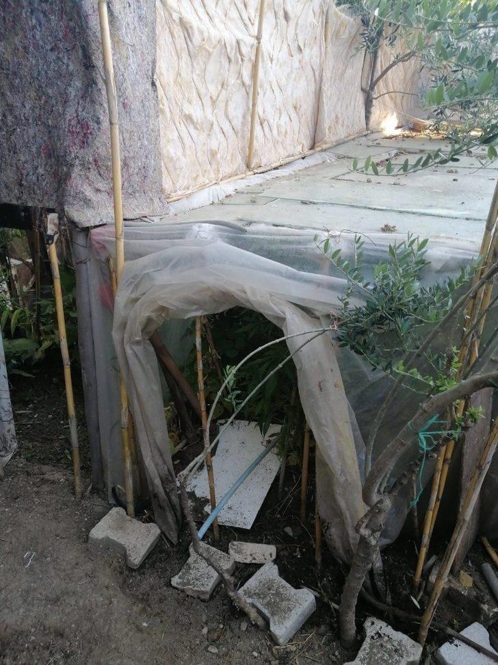 Samandağ’da jandarmadan kenevir operasyonu G3