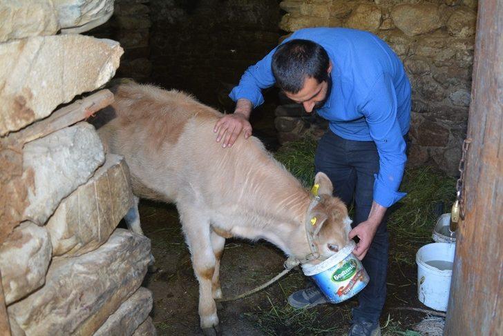 Banka kredisiyle aldığı inek derede boğulunca başında hüngür hüngür ağladı G3
