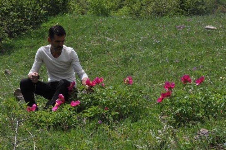 Şakayık çiçeği yok olma tehlikesiyle karşı karşıya G1