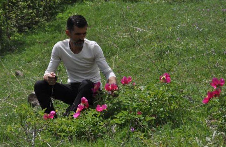 Şakayık çiçeği yok olma tehlikesiyle karşı karşıya G2