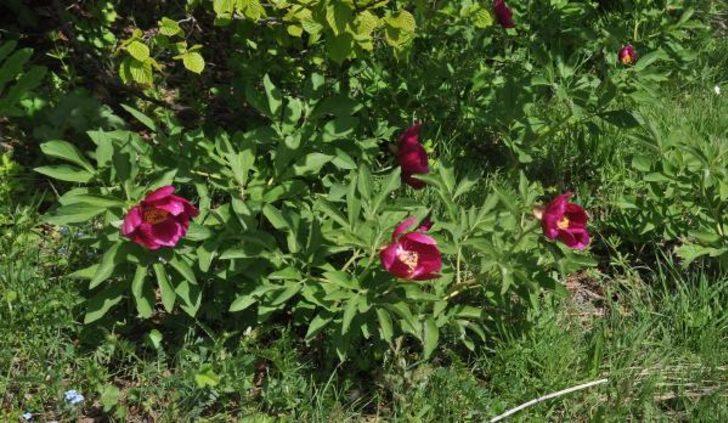 Şakayık çiçeği yok olma tehlikesiyle karşı karşıya G3