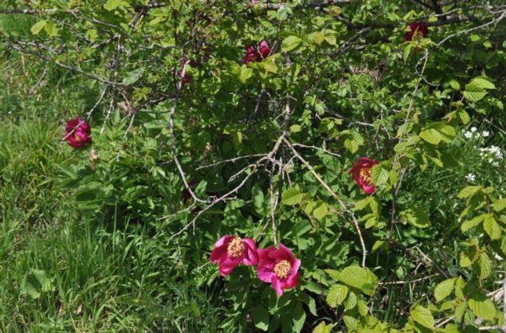 Şakayık çiçeği yok olma tehlikesiyle karşı karşıya G4