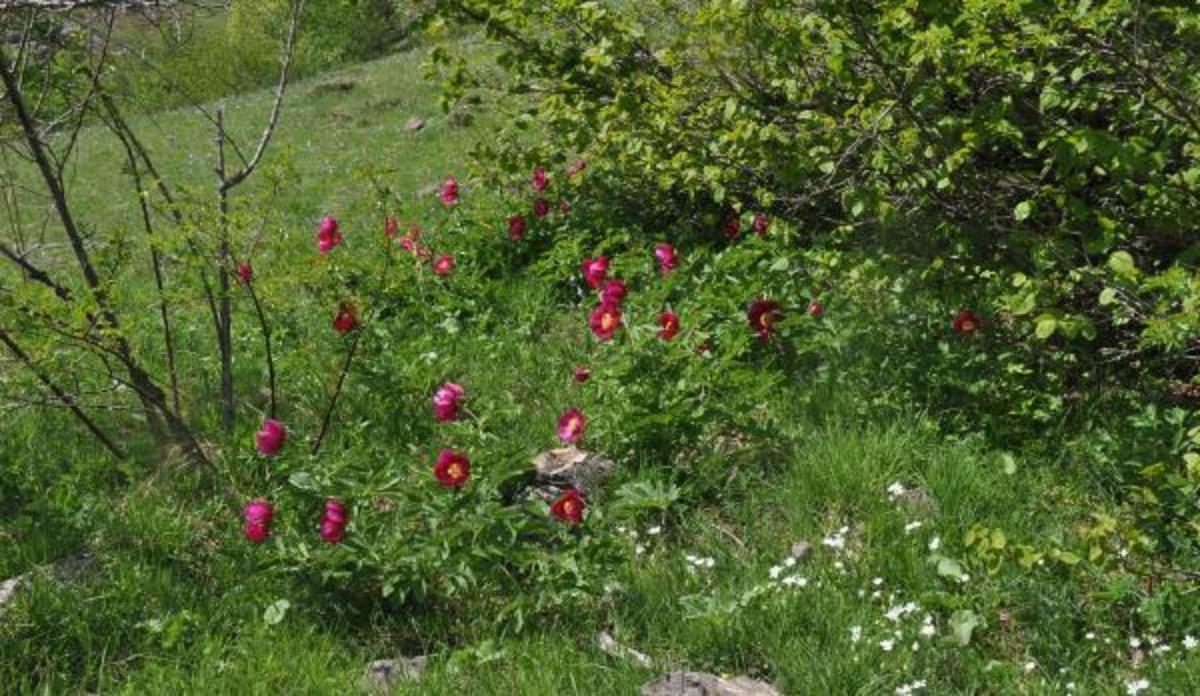 Şakayık &ccedil;i&ccedil;eği yok olma tehlikesiyle karşı karşıya